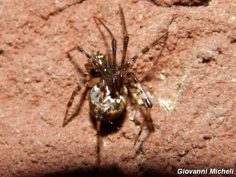 Serie di Araneae del Parco del Ticino